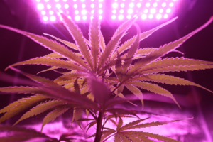 close-up-photo-of-cannabis