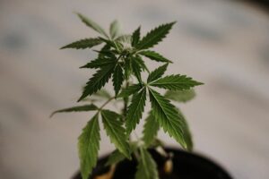 a cannabis plant