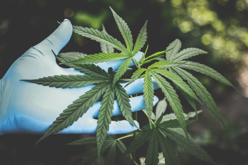 a person holding medical cannabis