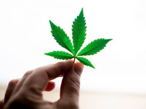 a person holding a cannabis leaf