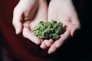 a person holding cannabis flowers in their hands