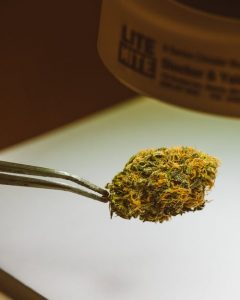cannabis flowers on a spoon